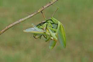 accoppiamento 4.jpg